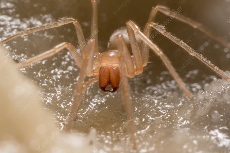 spider caves