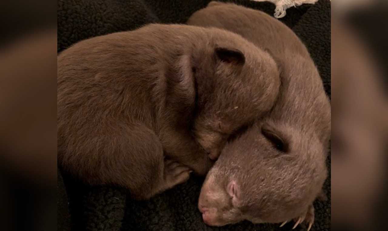 A California man took two bear cubs from their den.