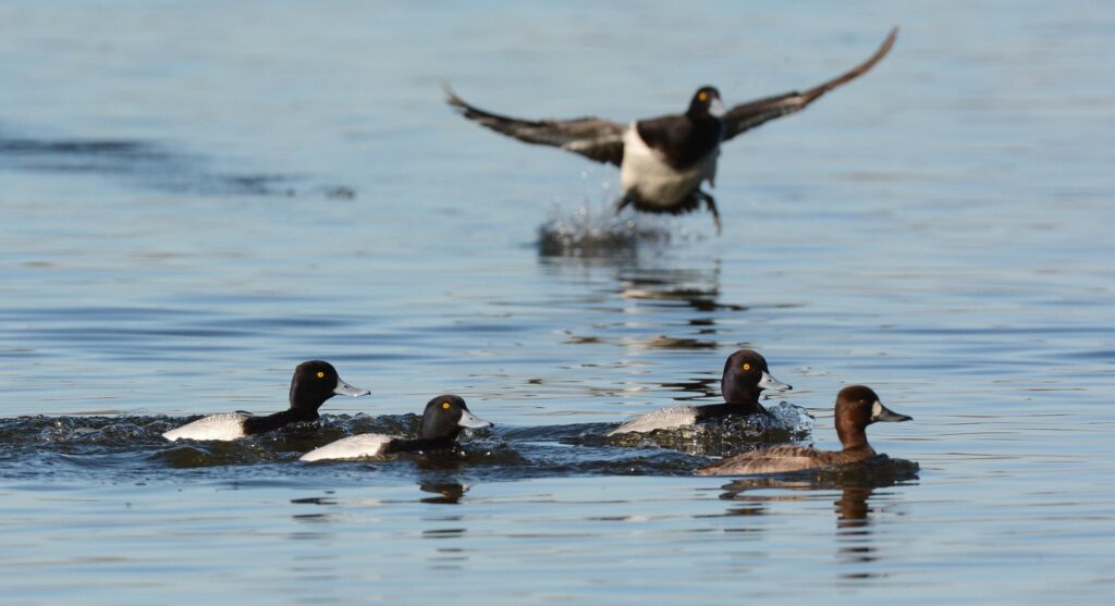 scaup in Michigan USFWS