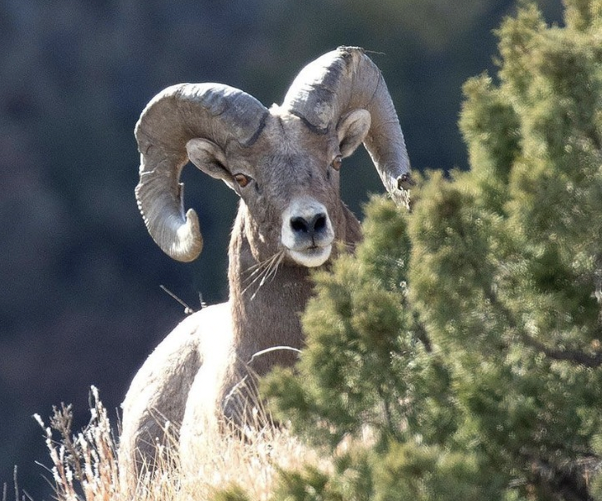 ND bighorn sheep