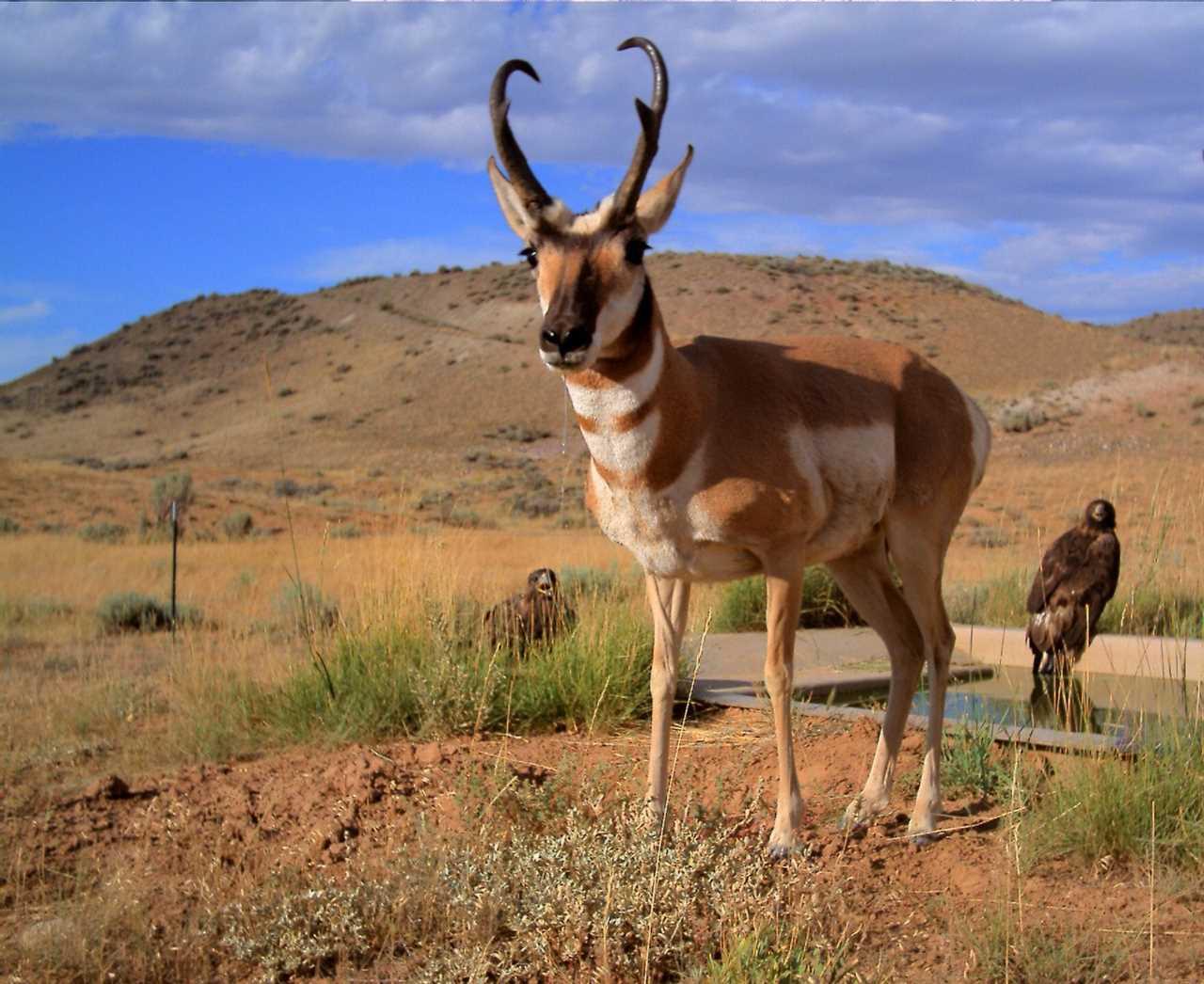 pronghorn and golden eagles blm