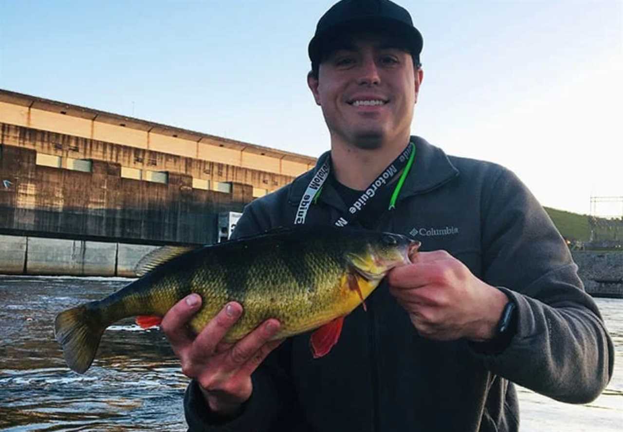 yellow perch georgia