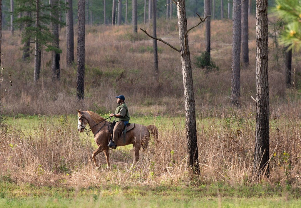 Terry "Kojack" Wynn on horseback in tall pines.