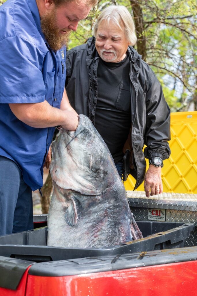 Giant 131-Pound Blue Catfish Shatters Mississippi State Record by 30 Pounds