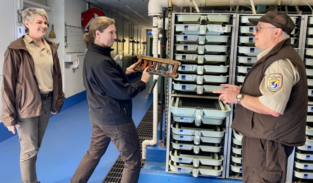 Martha Williams of the USFWS examines salmon incubation trays.