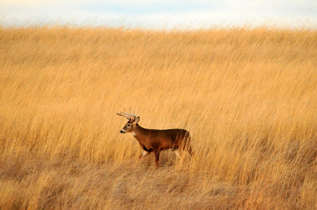 whitetail buck wildlife refuge