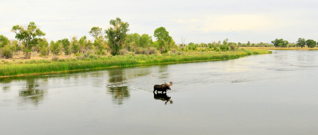 bull moose crosses river