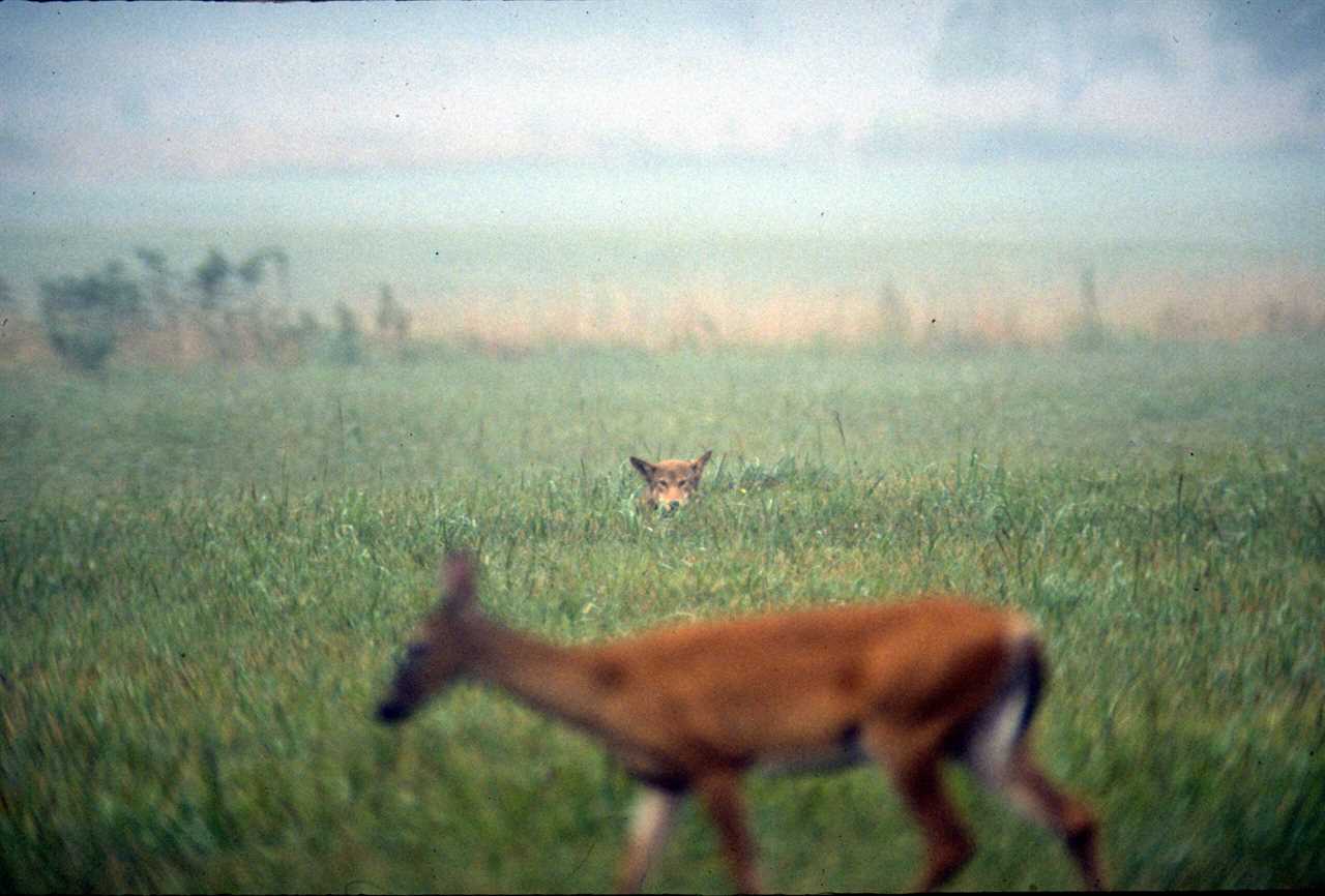 red wolf and whitetail deer