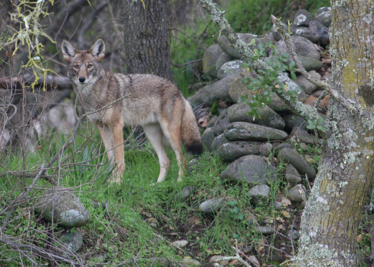 eastern coyote