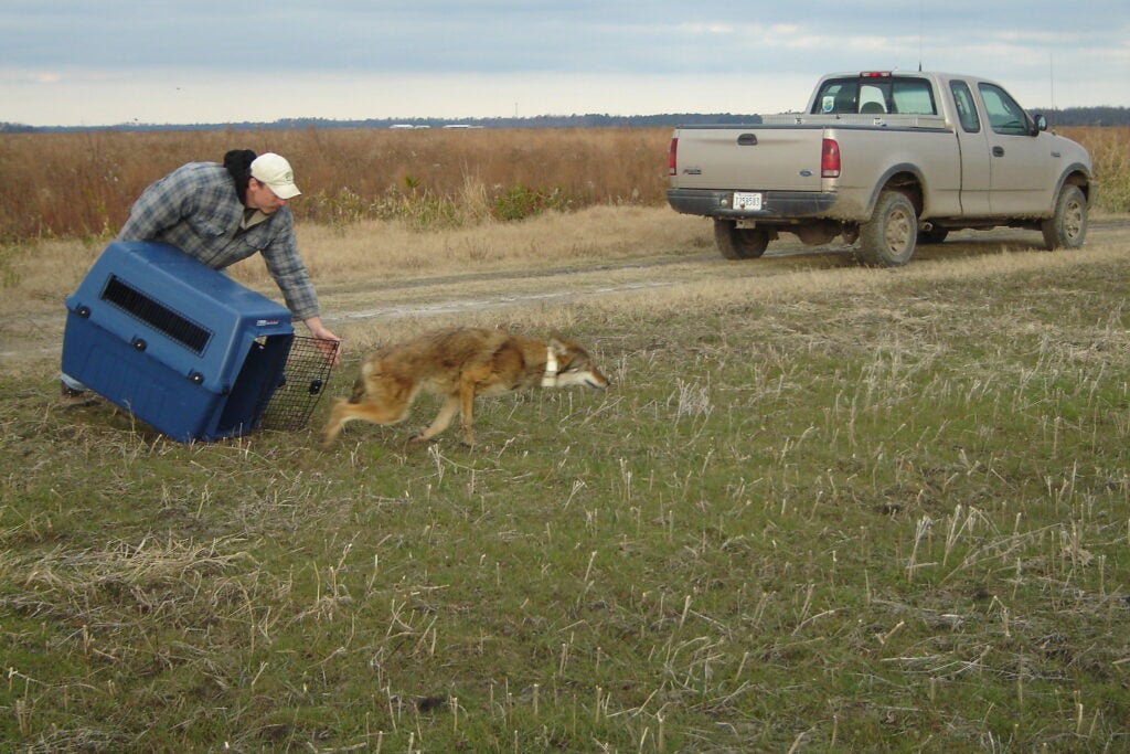 red wolf