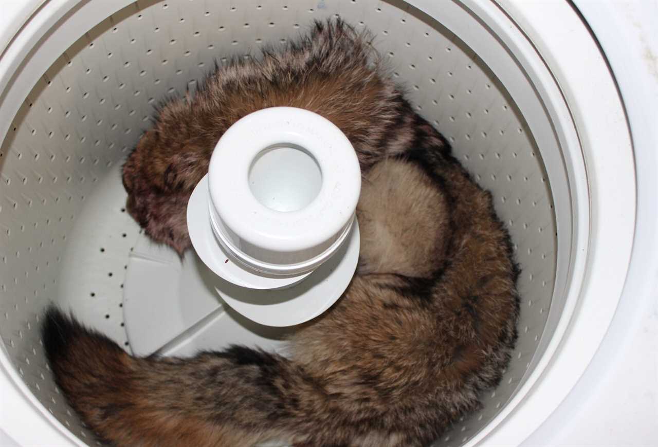 A coyote hide in a washing machine.