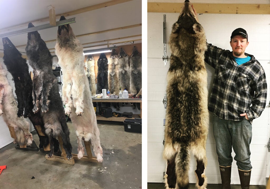 Clean wolf and coyote hides in a washer.