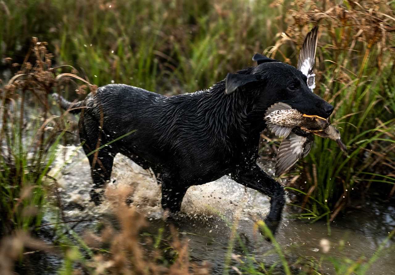 Black lab retrieving teal