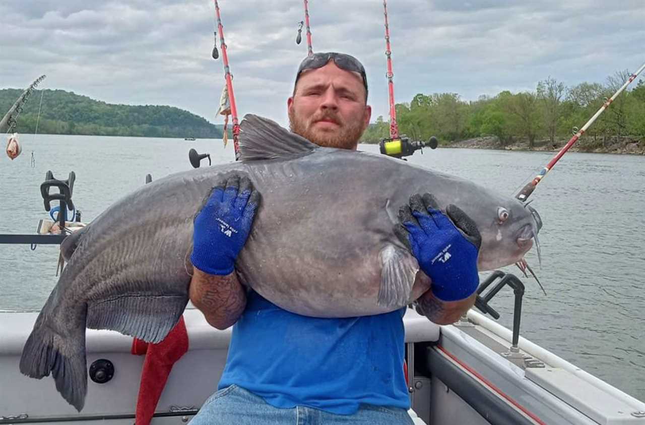 A giant Tennessee blue catfish.