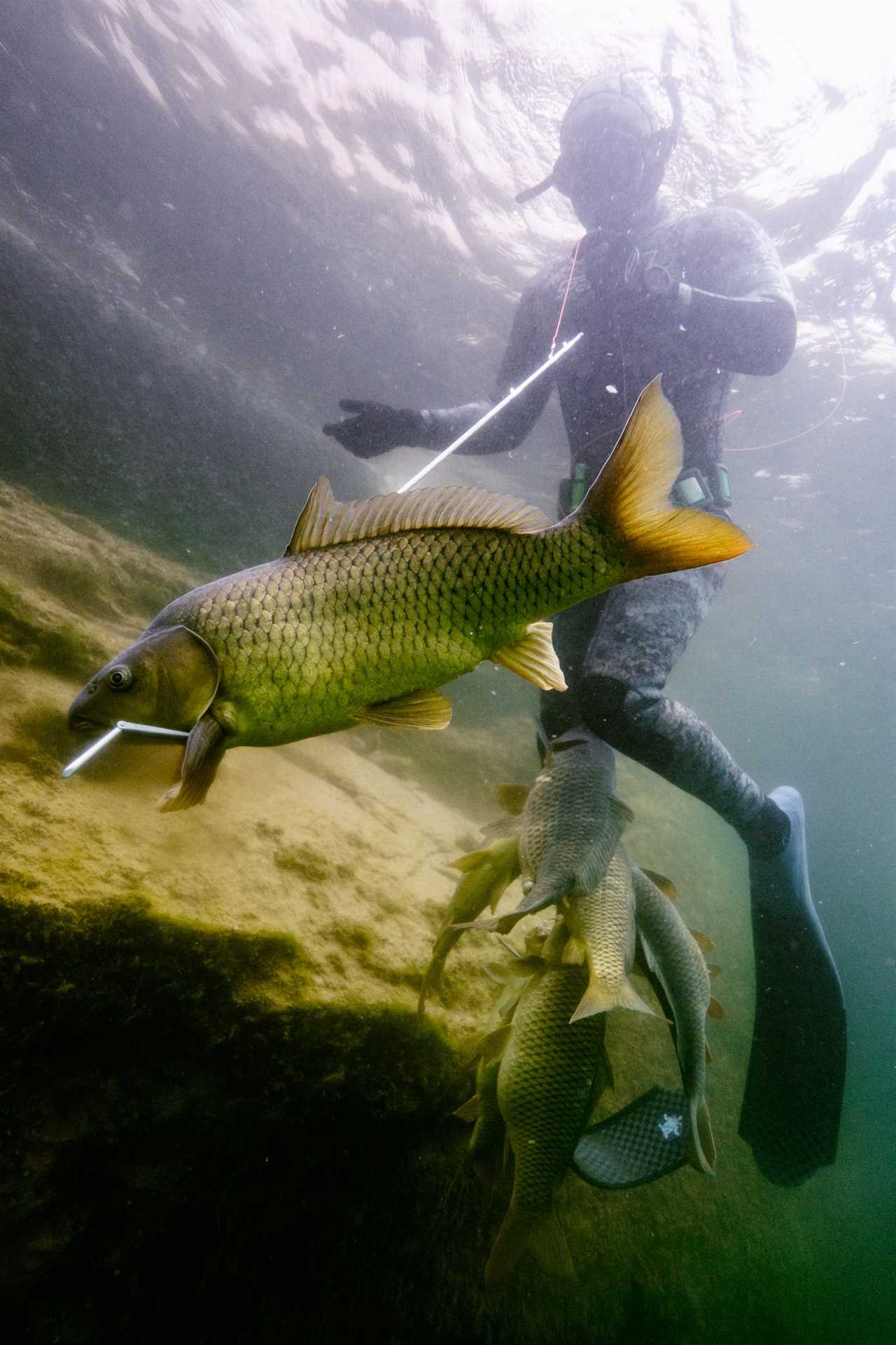 Carp fishing Lake Powell.