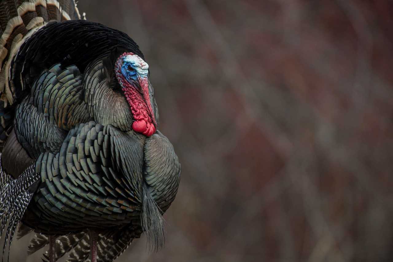 Turkey fanning should be banned.