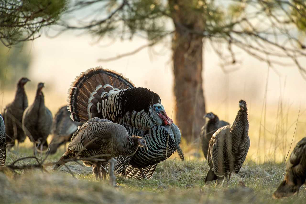 The Case for Banning Reaping and Fanning Turkeys