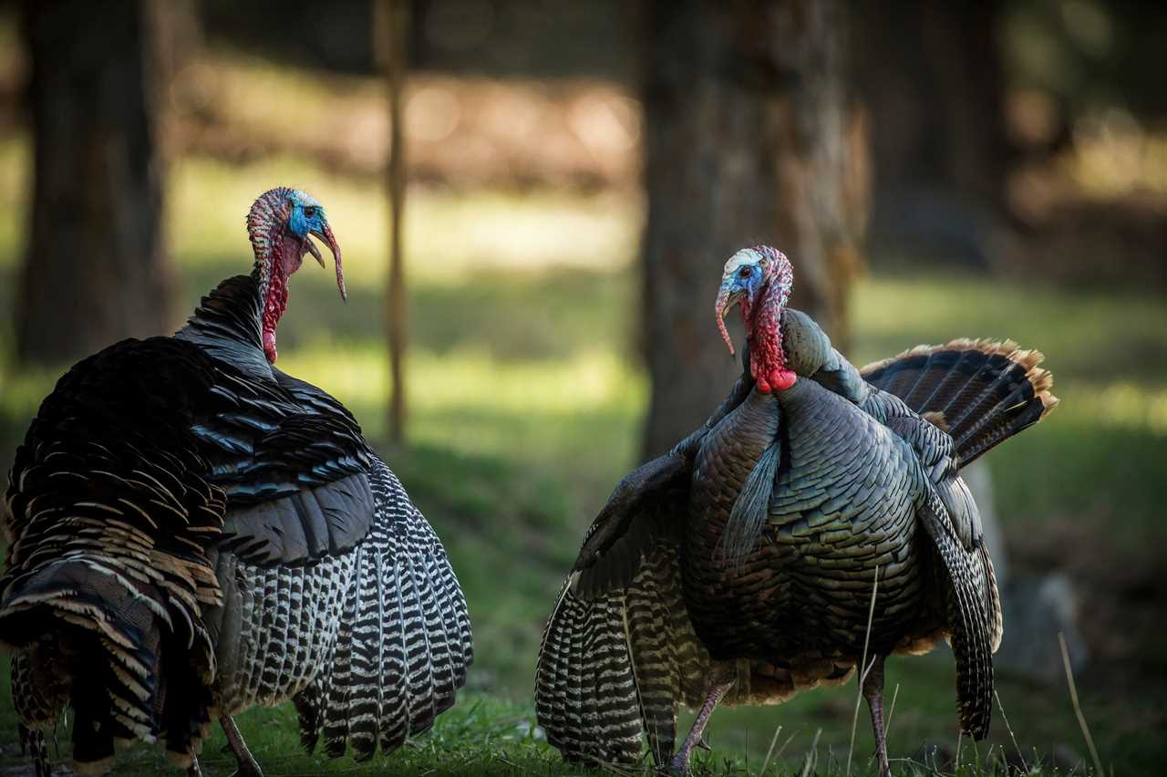 Turkey hunting.