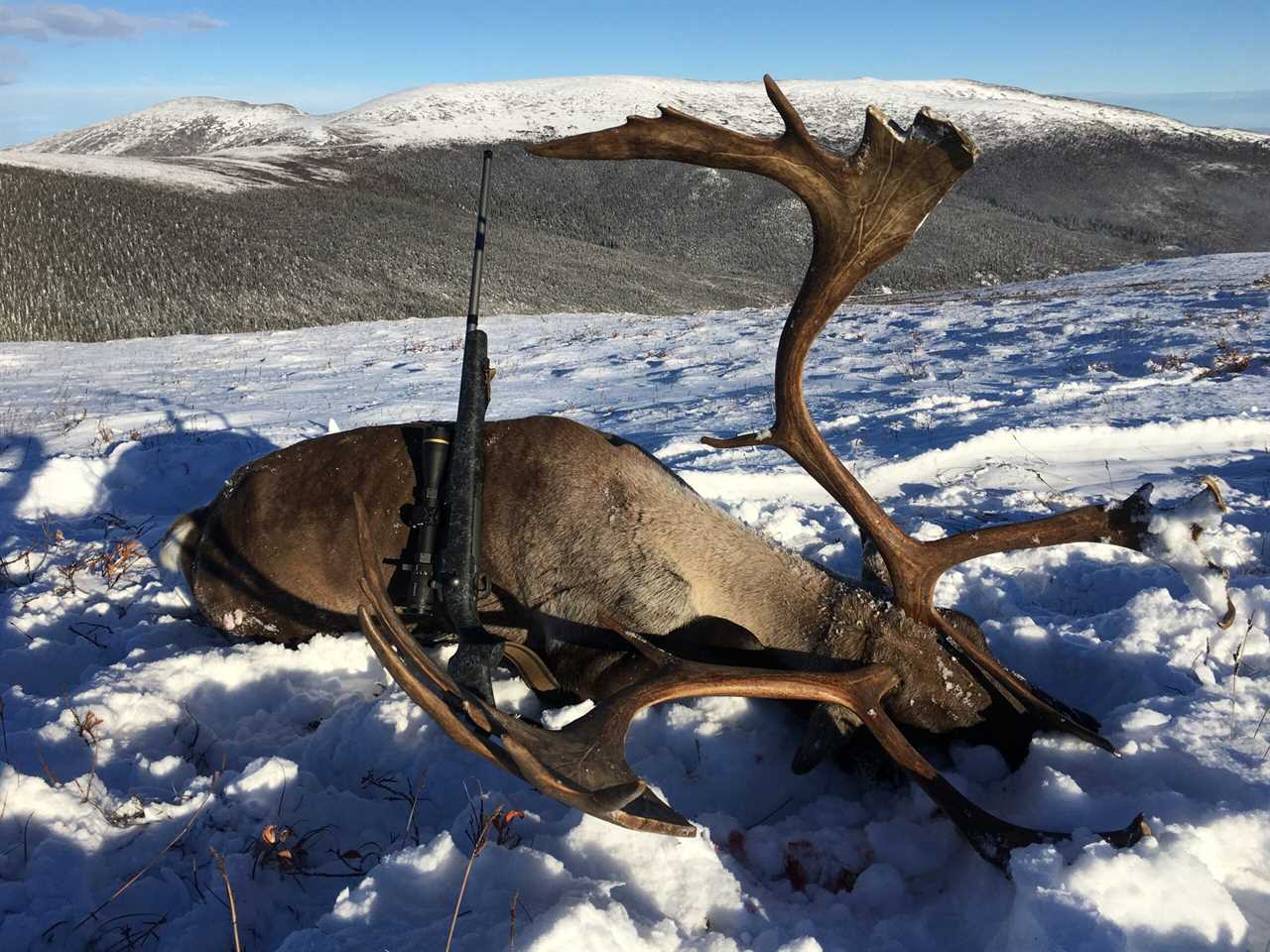 Bull Caribou taken with a Weatherby Mark V