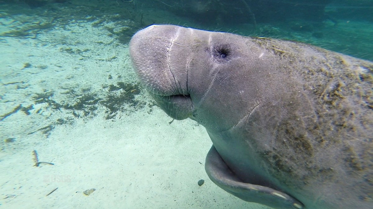 Manatees are dying at alarming rates in Florida.