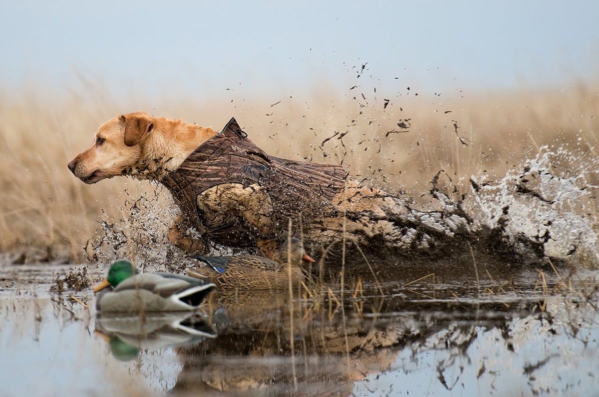 A lab retrieves a duck.