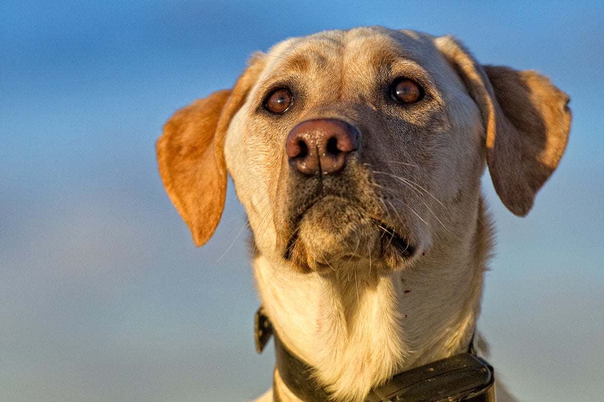 Lab hunting photo. 