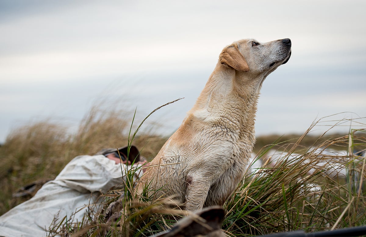 Lab on a snow goose hunt.