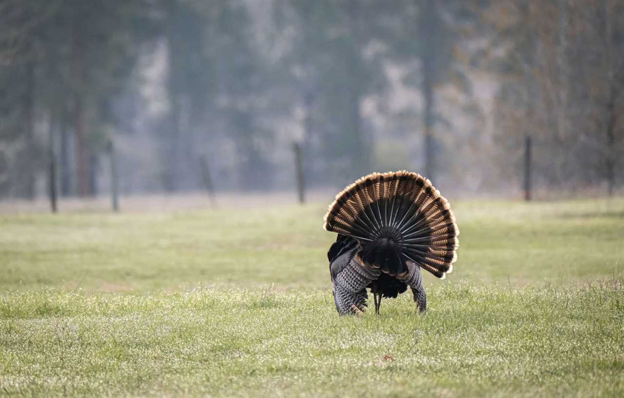 A strutting tom.