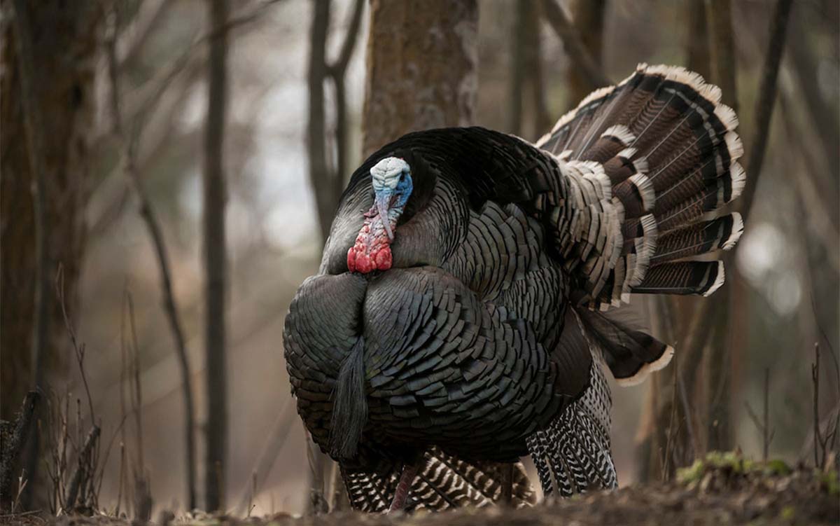 A strutting turkey.