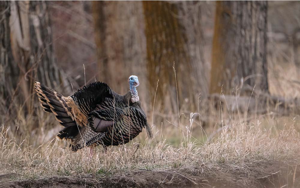 Strutting Gobbler