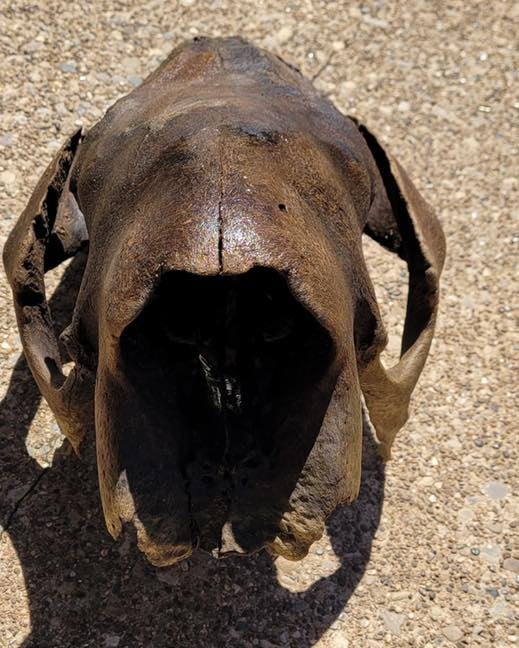 West Virginia Turkey Hunter Discovers Giant Sloth Skull That’s at Least 11,000 Years Old