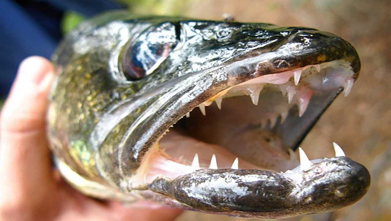 Walleye have been found in Idaho.