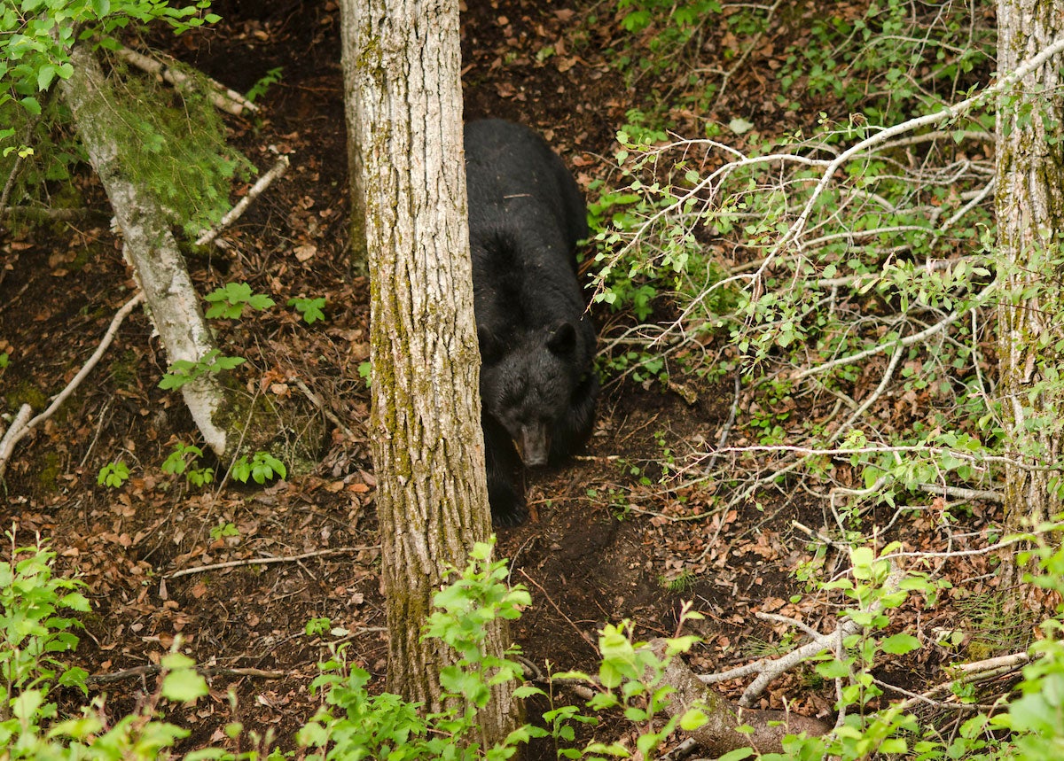 Black bear hunting.