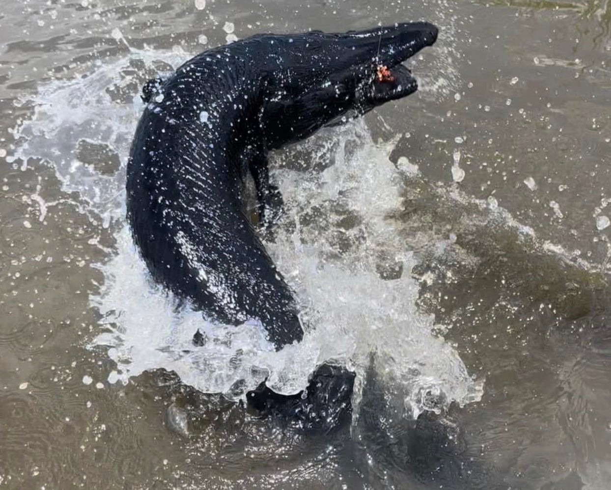 Melanistic alligator gar are especially rare. Two texas anglers caught one in a marsh