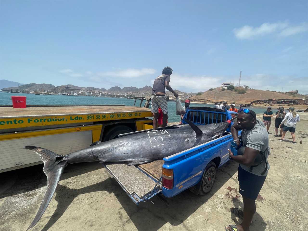 Giant Atlantic marlin