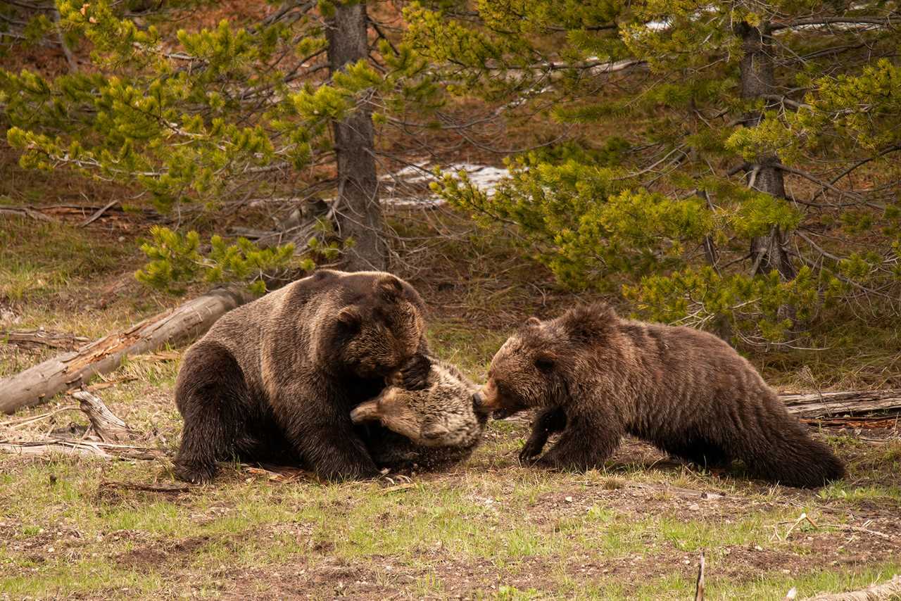 Grizzly attack