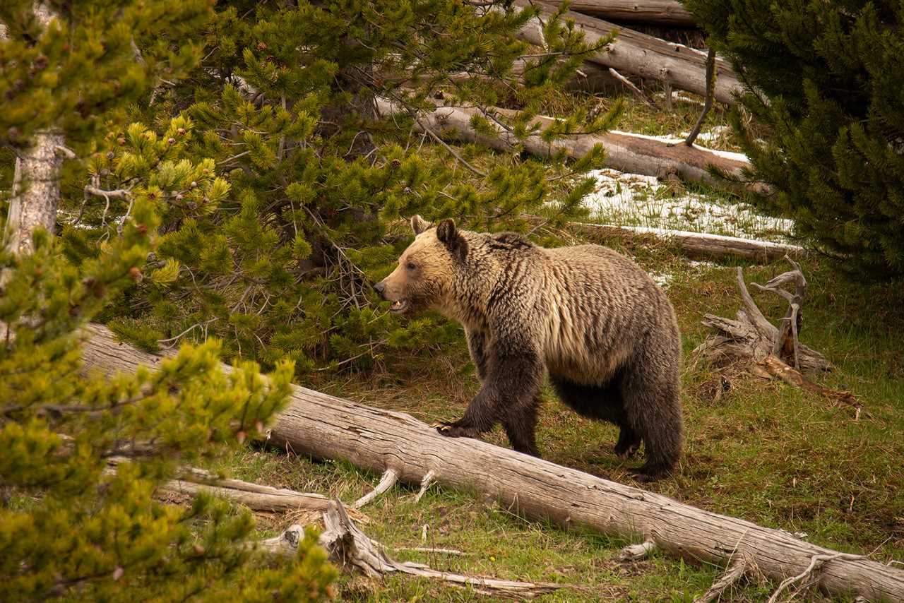 Grizzly attack yellowstone