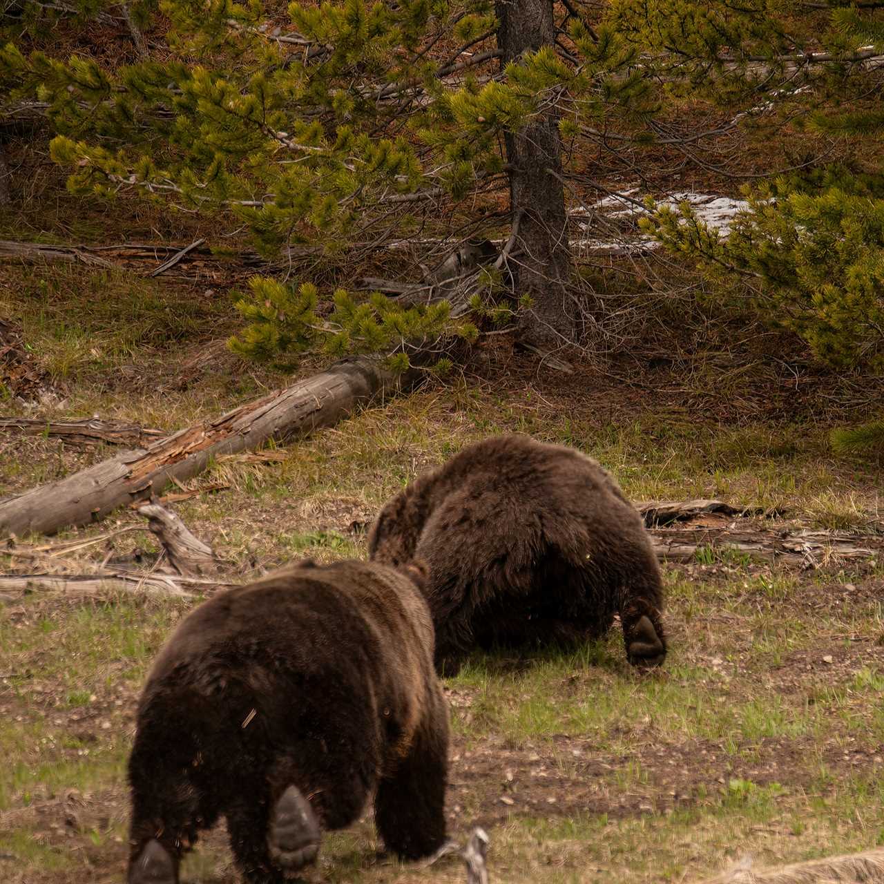 Grizzly attack