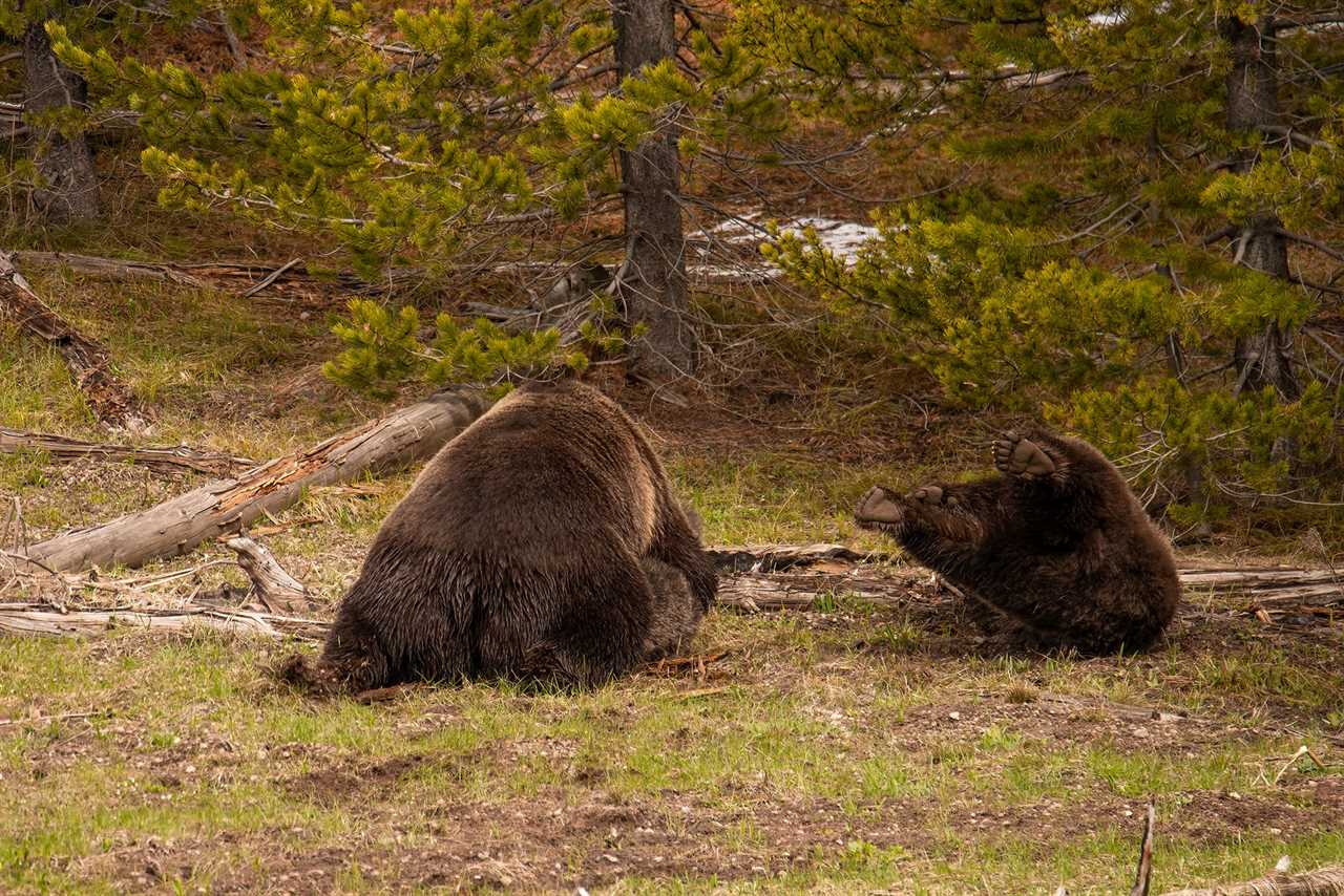 Grizzly attack