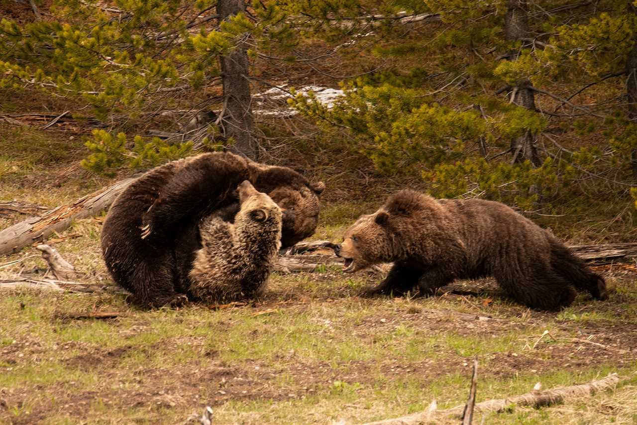 grizzly attack