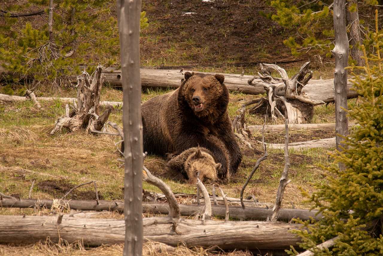 Grizzly attack