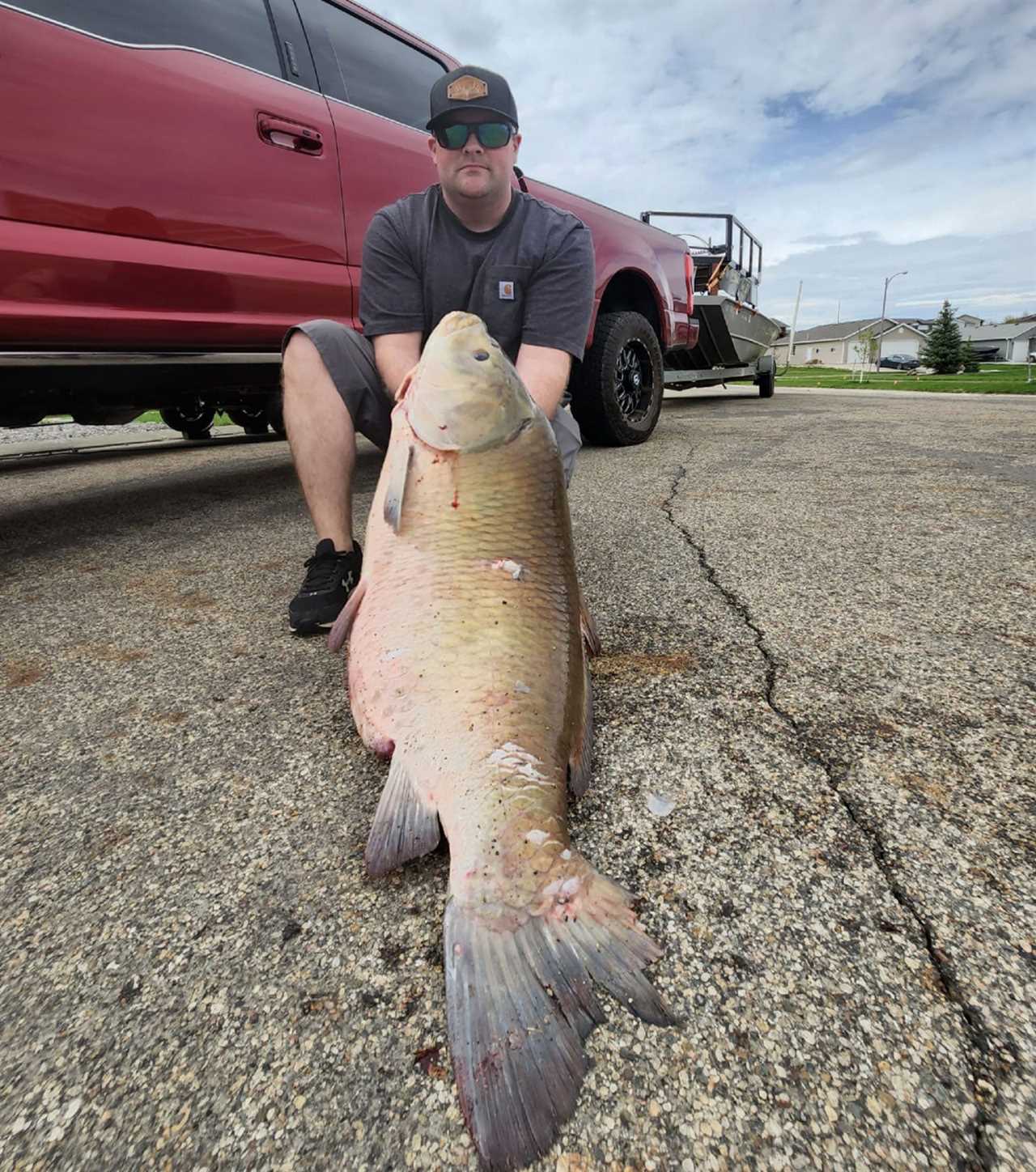 Giant buffalo fish.