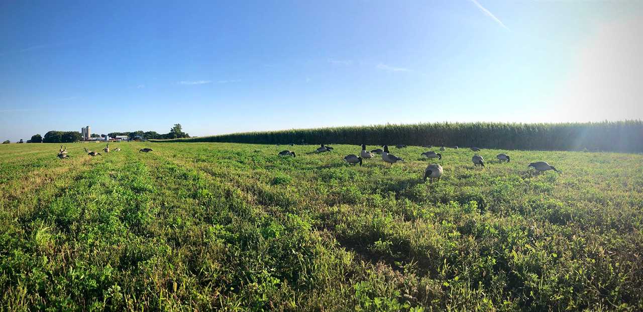 Goose hunting spread