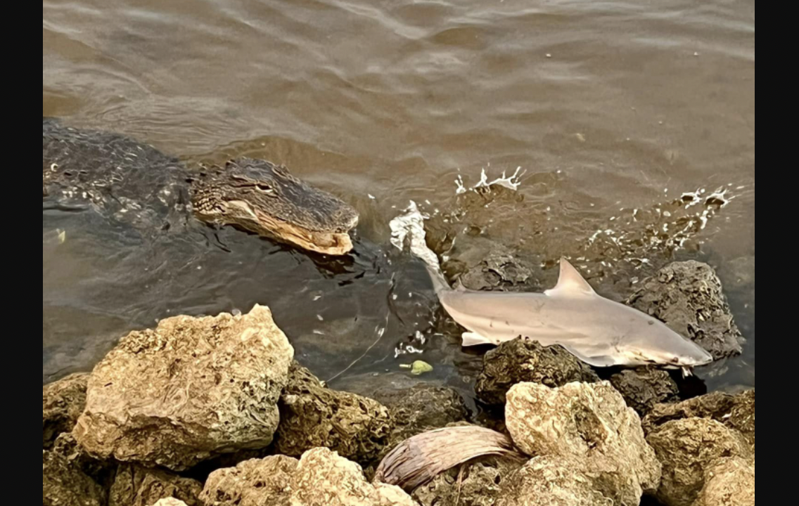 FL gator bull shark