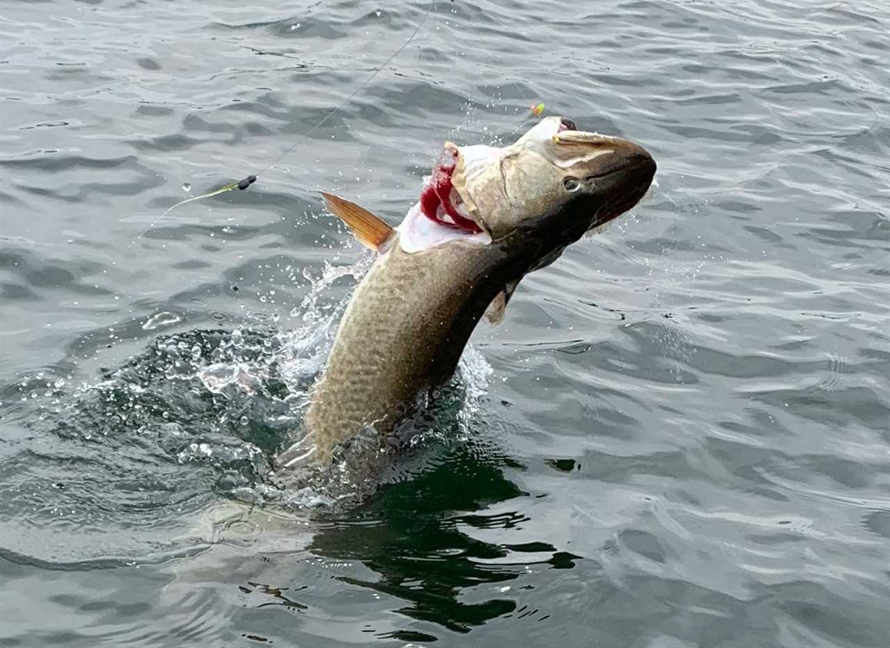 A muskie on Lake Minnetonka.