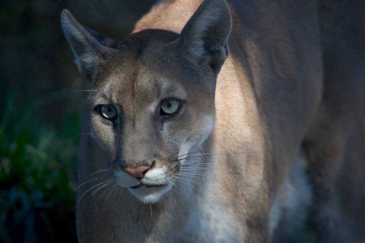 Florida panthers in Southern Florida are killing tons of deer.