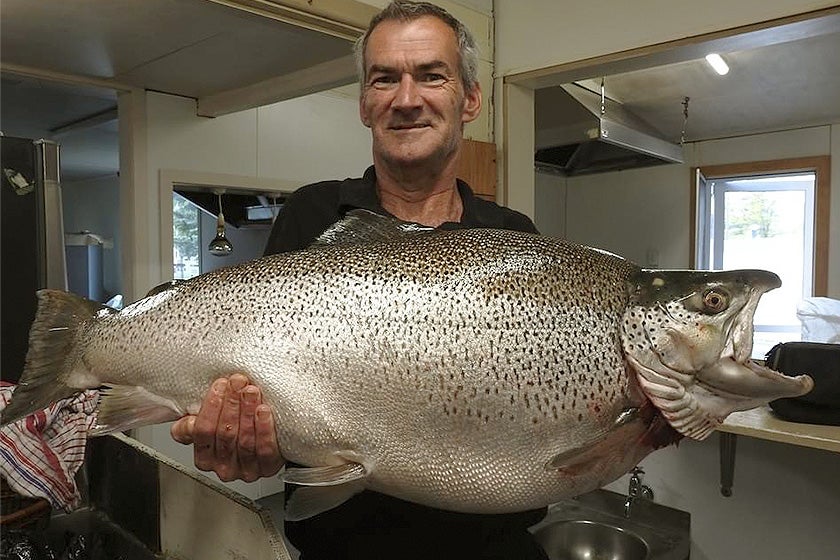 World record brown trout