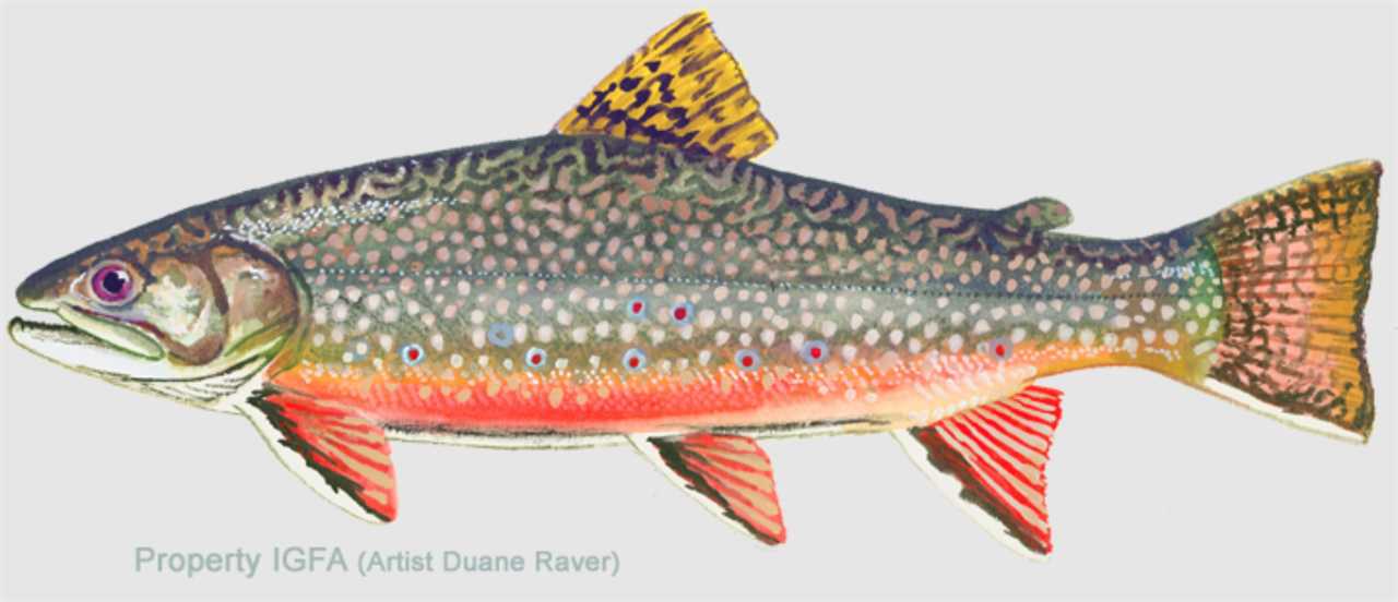 Brook trout