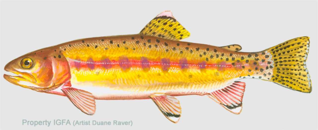 Golden trout