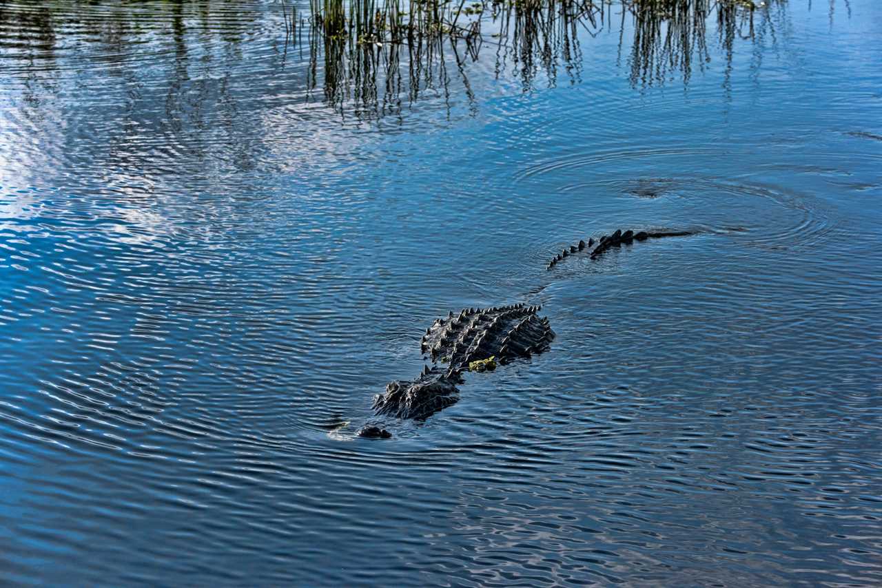 Alligator attacks dog